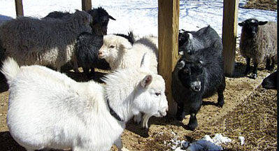 Pygora Goats