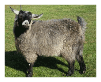 pygora goats