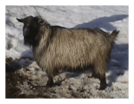 pygora goat