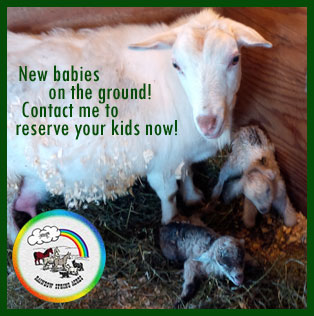 baby goats for sale